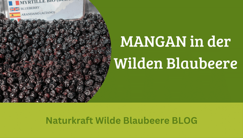 Teil 7 : Die wilde Blaubeere enthält MANGAN