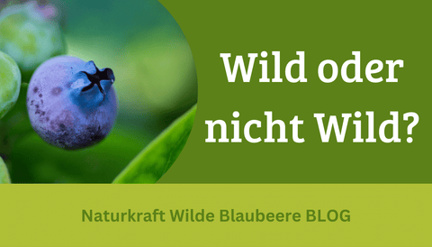 Video: Unterschied zwischen Kulturblaubeeren und wilden Blaubeeren!