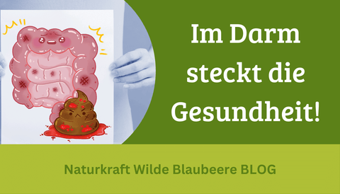 Blaubeeren für einen fitten Darm !