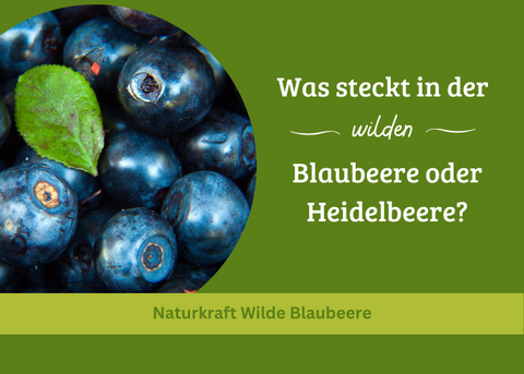 VIDEO: Wie aktivieren wir die Inhaltsstoffe der wilden Blaubeere / Heidelbeere?