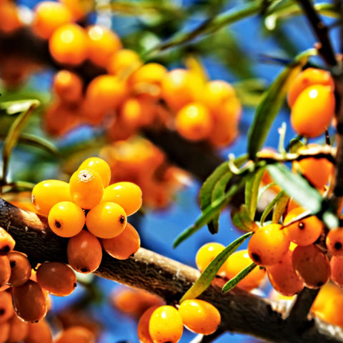blueantox®AKUT Wilder Blaubeeren Extrakt