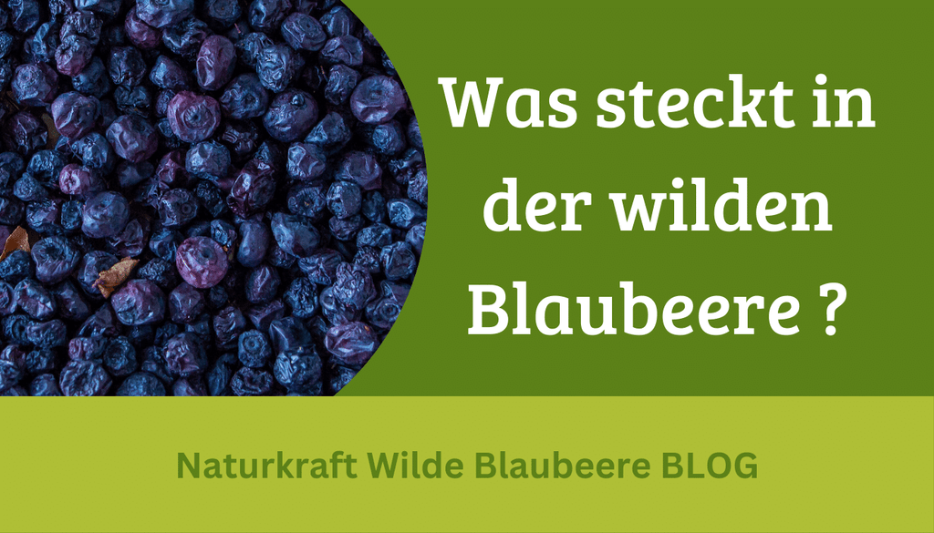 Wertvolle Inhaltstoffe der Wilden Blaubeere (Heidelbeere).